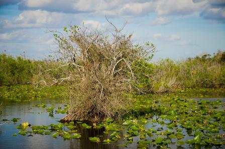 Image of a wetland with a tree in it