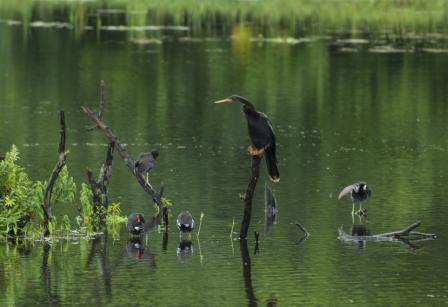 This image depicts a wetland with birds on floating sticks