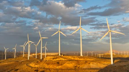 field of windmills