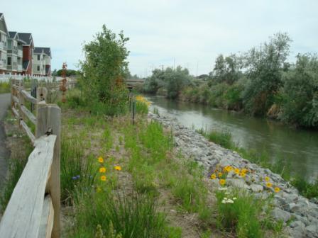 Riparian Area adjacent to the Riverside Apartments
