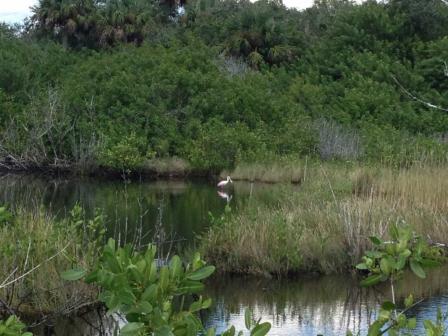 A roseate spoonbill on the site