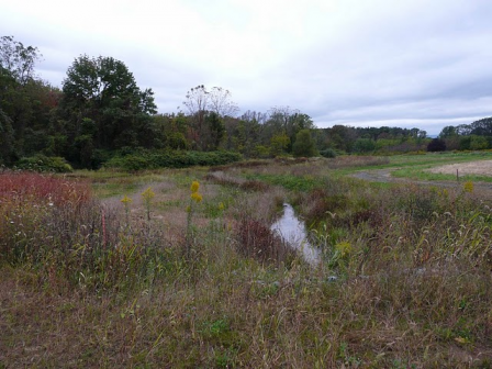 The restored wetland habitat on the site