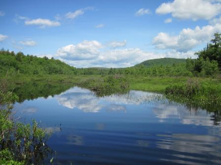 This is an image of a duck pond