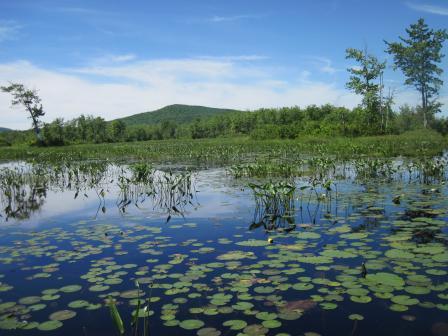 This is an image of a wetland by a brownfield. 