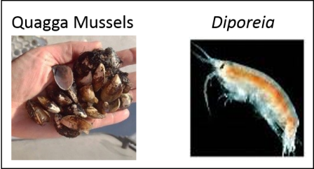 Diporeia and Quagga Mussels