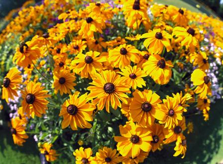 Black eyed susan flowers