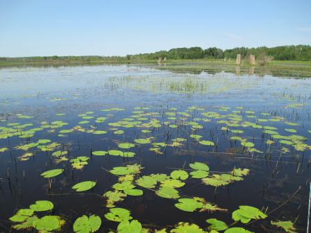 Recently restored Great Lakes coastal wetland within the St. Louis River estuary