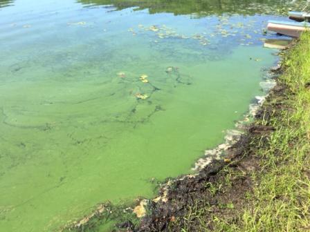 Figure 1: Cyanobacterial Bloom - Sudbury River, MA