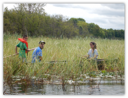 Harvesting wild rice.