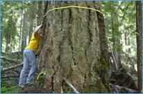 Tree mortality survey conducted every 5-10 years to track changes in forest health and condition.