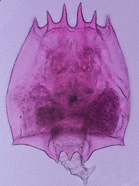 Brachionus leydigii 