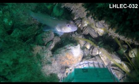 Underwater photo of invasive species