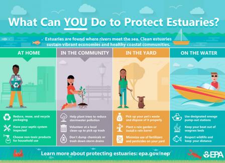 What can you do to protect estuaries? Estuaries are found where rivers meet the sea. Clean estuaries sustain vibrant economies and healthy coastal communities.
