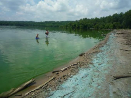 Cyanobacterial bloom in a lake