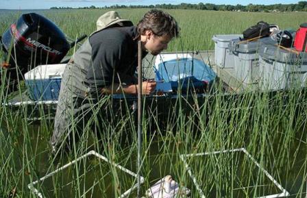 Great Lakes Coastal Wetland Monitoring Program scientists sample for macroinvertebrates.