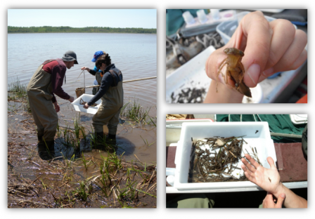 Great Lakes Coastal Wetland Monitoring Program scientists sample for macroinvertebrates.