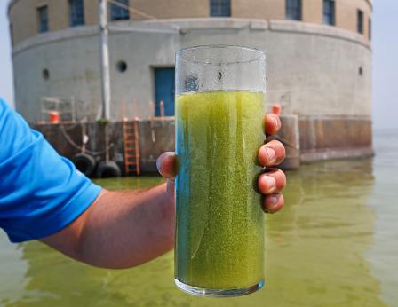 Cyanobacterial bloom at drinking water intake in Lake Erie