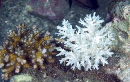 A healthy coral and a coral that has experienced bleaching