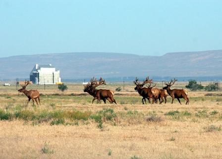 Photo: Herd of Elk in Hanford 100-H Area