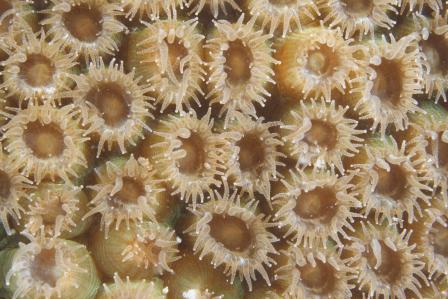 A closeup of the coral polyps that make up a stony coral colony