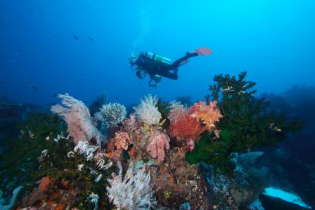 EPA diver swimming over a coral reef outcrop showing stony corals and soft corals (sea fans).