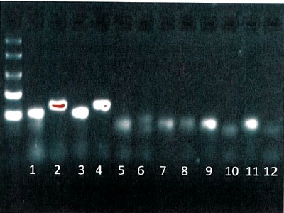 PCR products