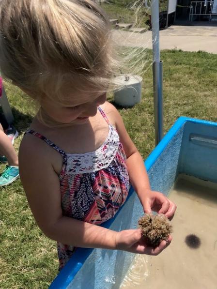 A young visitor investigates the Touch Tank at EPA’s Earth Day Open House in Gulf Breeze, FL.
