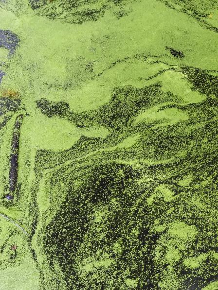 A close-up look at algae in water.