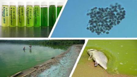 Cyanobacteria in lakes, test tubes, under microscope