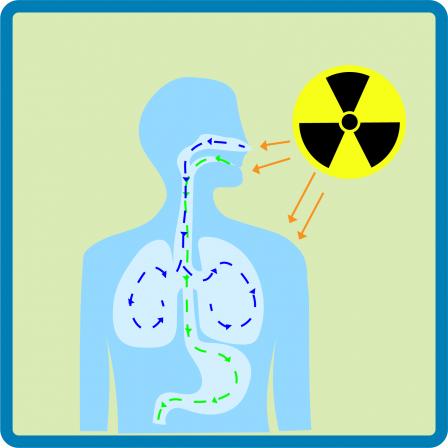 This image shows the silhouette of a person with arrows pointing at the different ways someone can be exposed to radiation: ingestion, through the mouth, inhalation, through the airway, and external or direct exposure. 