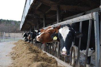 Cows feeding in stalls