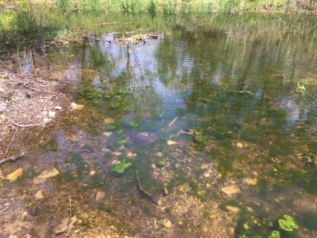 photo of Clean habitat created by the Stateline Remedial Action Project supports wildlife. Credit: Greatlakesmud.org.