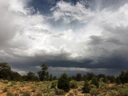 desert scrub land and trees with rain clouds