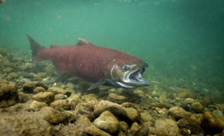 Photograph of a Chinkook salmon in a stream during migration. Fish is large and bright red