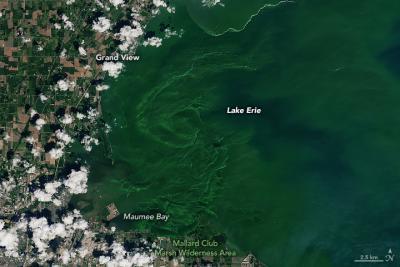 Photo of a severe bloom of blue-green algae in the western half of Lake Erie.
