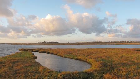 Overview of a coastal salt marsh