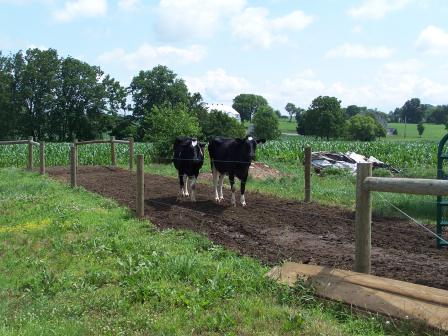 Cattle with fencing