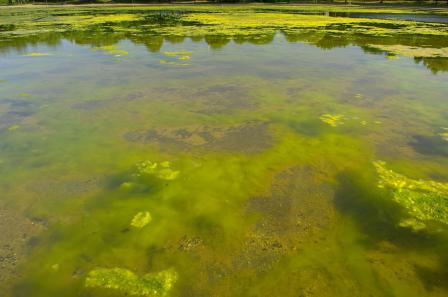 Image of harmful algal blooms