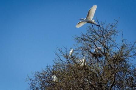 Photo of Great Egrets nesting at the Strawberry Island Colonial Waterbird Rookery. Credit: Ecology & Environment Inc.