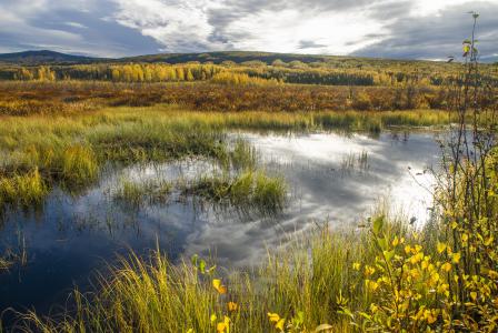 Photo depicts a wetland under a cloudy sky with mountains in the background