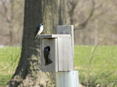 photo of tree swallow.