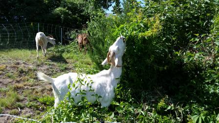 Goats from a local farm eat through overgrowth and invasive species at EPA’s Narragansett, Rhode Island, lab.