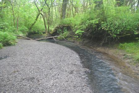 Image of a stream in Oregon.