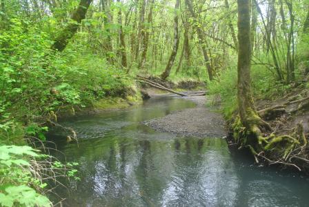 Image of a stream in Oregon.