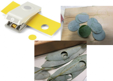 Figure 1. Circle punch used to make coupons and obtain leaf samples.