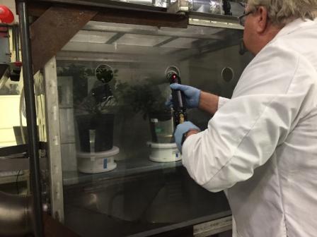 Figure 2. Plants rotating on turntables in decontamination chamber.