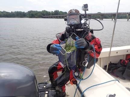 A scientific diver from the EPA Mid-Atlantic Region’s Scientific Dive Unit displays Wild Celery (Vallisneria americana) collected during a verification dive.