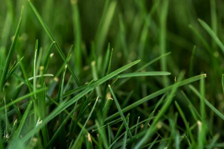 Image of Tall Fescue at U.S. National Arboretum