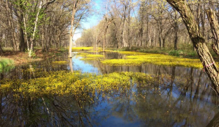 photo of Gibson Woods Nature Preserve in northwest Indiana is part of the Dune, Swale, and Shelf Wetlands Restoration project. Credit: IDEM.