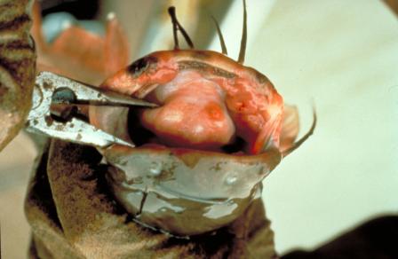 Photo of A scientist checks the mouth of a brown bullhead collected from Lake Erie for tumors.